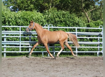 Poni alemán, Caballo castrado, 2 años, 150 cm, Red Dun/Cervuno