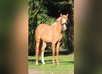 Poni alemán, Caballo castrado, 2 años, 150 cm, Red Dun/Cervuno