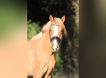 Poni alemán, Caballo castrado, 2 años, 150 cm, Red Dun/Cervuno