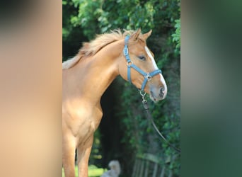 Poni alemán, Caballo castrado, 2 años, 150 cm, Red Dun/Cervuno