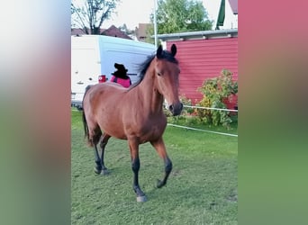 Poni alemán, Caballo castrado, 2 años, 152 cm, Castaño