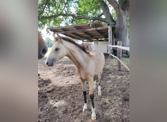 Poni alemán, Caballo castrado, 2 años, 154 cm, Buckskin/Bayo