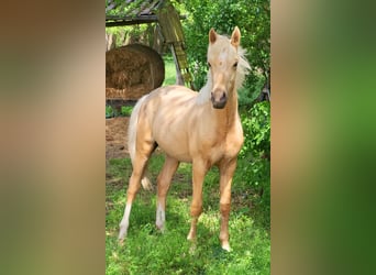 Poni alemán, Caballo castrado, 2 años, 155 cm, Palomino