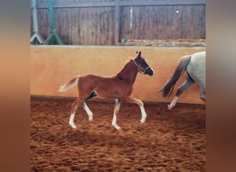 Poni alemán, Caballo castrado, 2 años, Alazán-tostado
