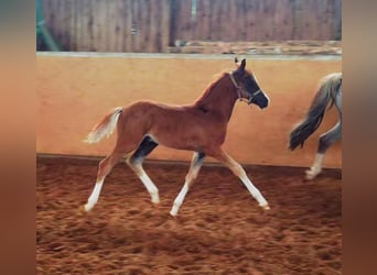 Poni alemán, Caballo castrado, 2 años, Alazán-tostado