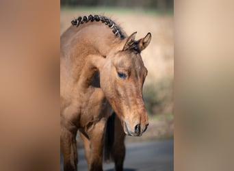 Poni alemán, Caballo castrado, 2 años, Bayo