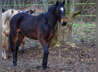 Poni alemán, Caballo castrado, 2 años, Castaño oscuro