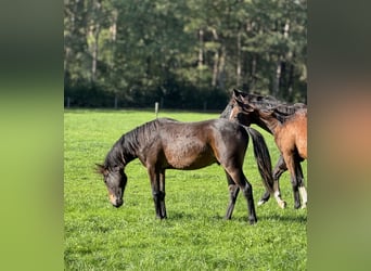 Poni alemán, Caballo castrado, 2 años, Castaño oscuro