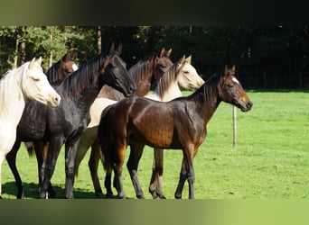 Poni alemán, Caballo castrado, 2 años, Castaño oscuro