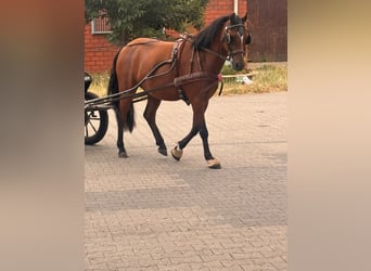 Poni alemán, Caballo castrado, 3 años, 135 cm, Castaño