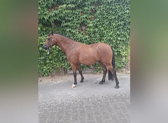 Poni alemán, Caballo castrado, 3 años, 135 cm, Castaño