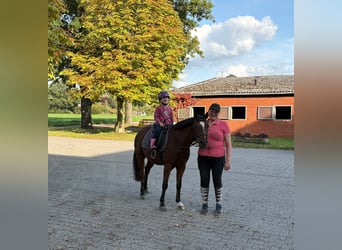 Poni alemán, Caballo castrado, 3 años, 135 cm, Castaño