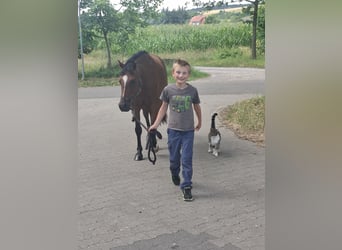 Poni alemán, Caballo castrado, 3 años, 135 cm, Castaño