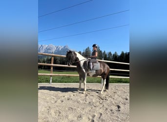 Poni alemán, Caballo castrado, 3 años, 135 cm, Pío