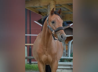 Poni alemán, Caballo castrado, 3 años, 136 cm, Castaño