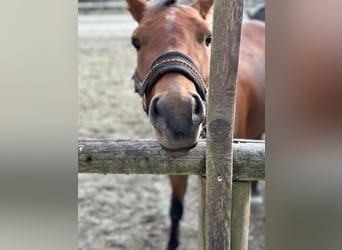 Poni alemán, Caballo castrado, 3 años, 136 cm, Castaño