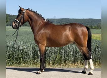 Poni alemán Mestizo, Caballo castrado, 3 años, 138 cm, Pío