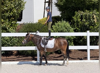 Poni alemán Mestizo, Caballo castrado, 3 años, 138 cm, Pío
