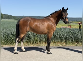 Poni alemán Mestizo, Caballo castrado, 3 años, 138 cm, Pío