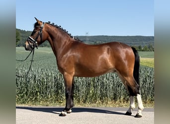 Poni alemán Mestizo, Caballo castrado, 3 años, 138 cm, Pío