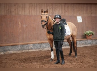 Poni alemán, Caballo castrado, 3 años, 139 cm, Buckskin/Bayo