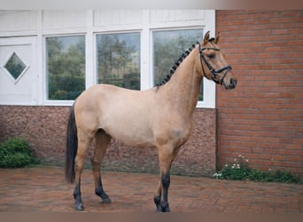 Poni alemán, Caballo castrado, 3 años, 139 cm, Buckskin/Bayo