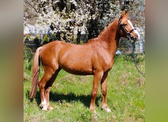 Poni alemán Mestizo, Caballo castrado, 3 años, 140 cm, Alazán