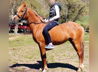 Poni alemán Mestizo, Caballo castrado, 3 años, 140 cm, Alazán