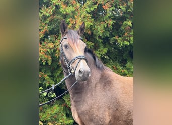 Poni alemán, Caballo castrado, 3 años, 140 cm, Bayo
