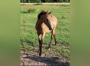 Poni alemán, Caballo castrado, 3 años, 140 cm, Buckskin/Bayo