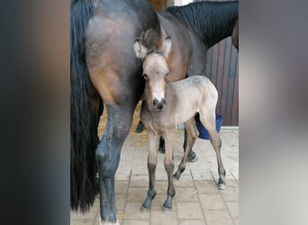 Poni alemán, Caballo castrado, 3 años, 140 cm, Buckskin/Bayo