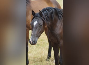Poni alemán, Caballo castrado, 3 años, 140 cm, Negro