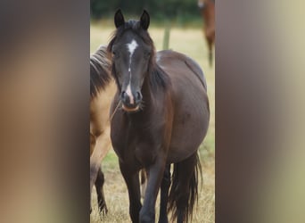 Poni alemán, Caballo castrado, 3 años, 140 cm, Negro