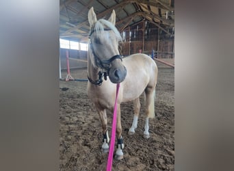 Poni alemán, Caballo castrado, 3 años, 140 cm, Palomino
