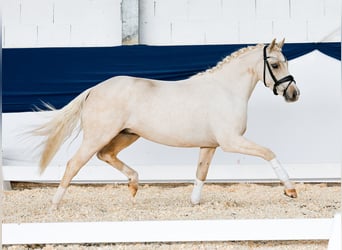 Poni alemán, Caballo castrado, 3 años, 140 cm, Palomino