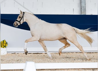 Poni alemán, Caballo castrado, 3 años, 140 cm, Palomino