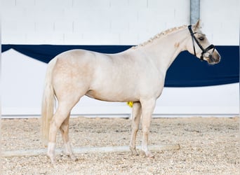 Poni alemán, Caballo castrado, 3 años, 140 cm, Palomino