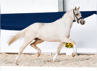 Poni alemán, Caballo castrado, 3 años, 140 cm, Palomino