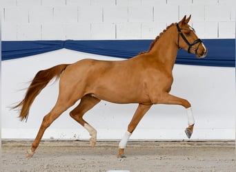 Poni alemán, Caballo castrado, 3 años, 141 cm, Alazán