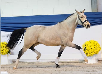 Poni alemán, Caballo castrado, 3 años, 141 cm, Bayo