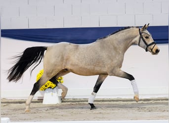 Poni alemán, Caballo castrado, 3 años, 141 cm, Bayo