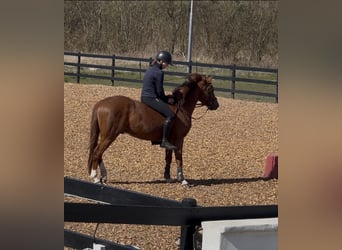 Poni alemán, Caballo castrado, 3 años, 142 cm, Alazán-tostado