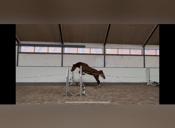 Poni alemán, Caballo castrado, 3 años, 142 cm, Alazán-tostado