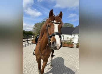 Poni alemán, Caballo castrado, 3 años, 142 cm, Alazán-tostado