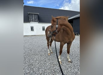 Poni alemán, Caballo castrado, 3 años, 142 cm, Alazán-tostado
