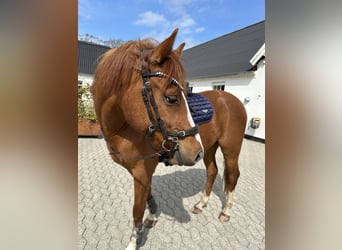 Poni alemán, Caballo castrado, 3 años, 142 cm, Alazán-tostado