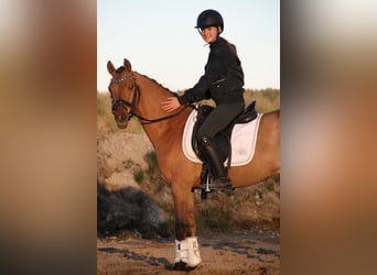 Poni alemán, Caballo castrado, 3 años, 142 cm, Buckskin/Bayo