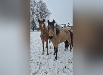 Poni alemán, Caballo castrado, 3 años, 142 cm, Buckskin/Bayo