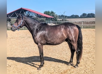 Poni alemán, Caballo castrado, 3 años, 142 cm, Castaño oscuro