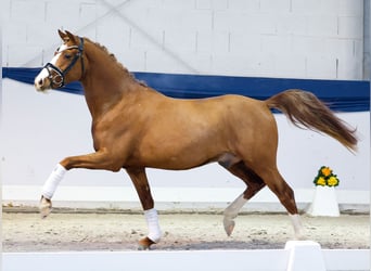 Poni alemán, Caballo castrado, 3 años, 143 cm, Alazán